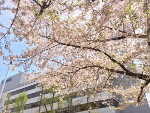春のお花見会ヽ(^。^)ノ