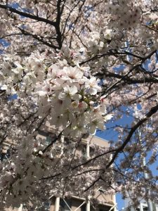 春のイベント♪～お花見編～