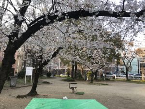 春のイベント～お花見＠野崎公園（4/4）～